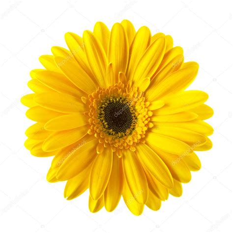 Yellow Daisy Flower Isolated Stock Photo By ©frantysek 11740440