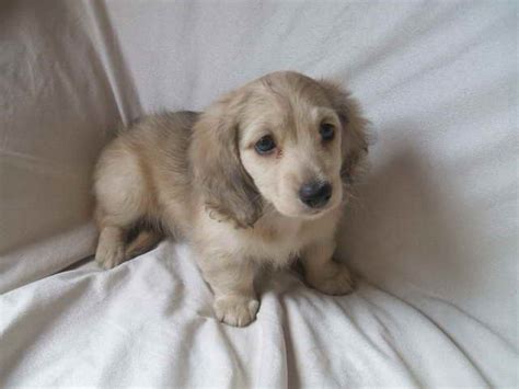 Cream Miniature Dachshund Puppies For Sale Petsidi