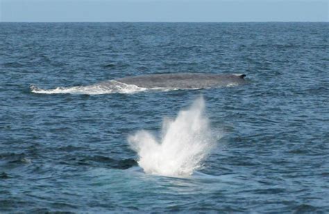 Scientists Spot Rare Blue Whales Off New Zealand Coast Niwa