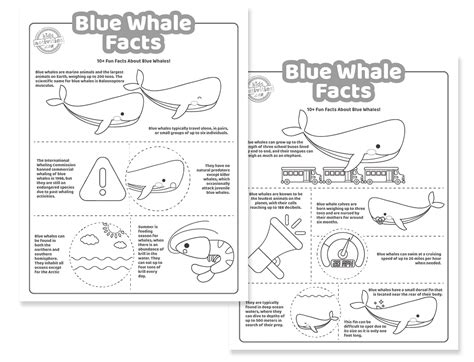 Fun Blue Whale Facts Kids Activities Blog