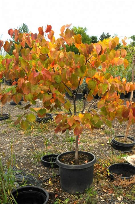 Redbud Forest Pansy For Sale In Boulder Colorado