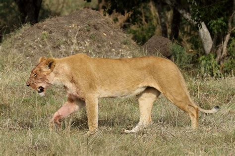狩りに出かけるライオンは赤ちゃんたちを藪の中に隠し、狩りが成功すると迎えに行きます（4日目のサファリ） 旅プラスの日記