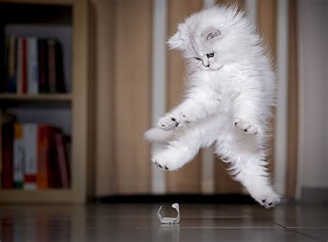 Flying Floofs — 15 Of The Best Photos Of Cats Caught In Mid Air