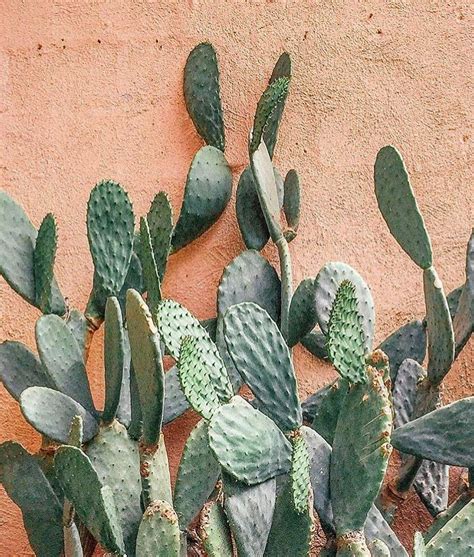 Planting a prickly pear seed gives 170 experience and requires a prickly pear seed to be planted/dipped into a cactus patch using a seed dibber. Pin on Bijou the Label