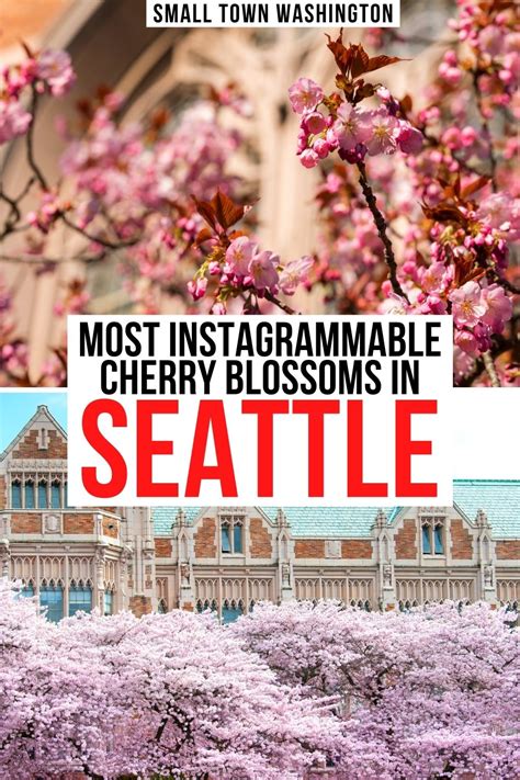 9 Best Places To Find Cherry Blossoms In Seattle • Small Town Washington