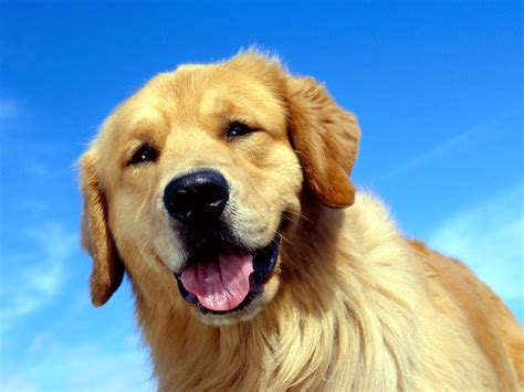 Cute Golden Dog Wallpapers Hd Desktop And Mobile Backgrounds