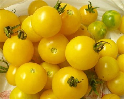 Jual Tomat Cherry Dengan Warna Kuning Di Lapak Seeds Garden Bukalapak