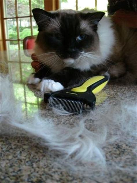 One of the best ways to maintain excessive shedding in cats is to brush their coat. How Much Do Ragdoll Cats Shed?