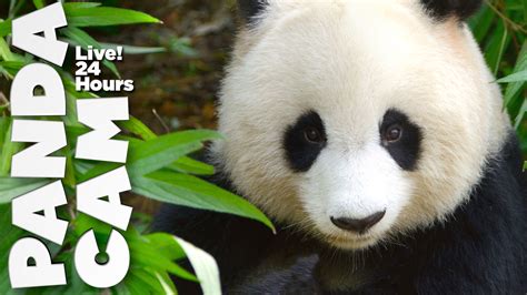 Live Panda Cam Appstore For Android