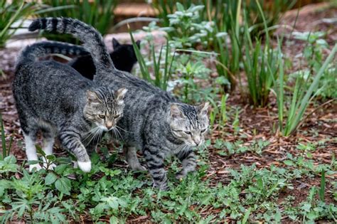 Premium Photo Closeup Shot Of Two Tabby Cats Walking Outside