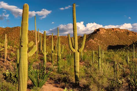 What You Need To Know About Caring For Cacti Complete Landscaping