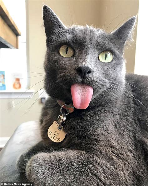 Photos Of Cat Whose Tongue Is Always Sticking Out Of Her Mouth Daily