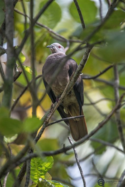 Doves Birds Of Fiji Part 2 Livingdreamstv
