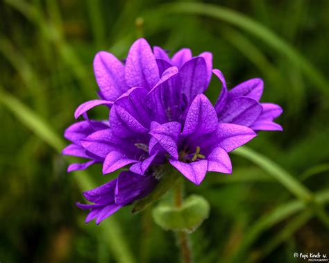 The World Through My Eyes Purple Flower