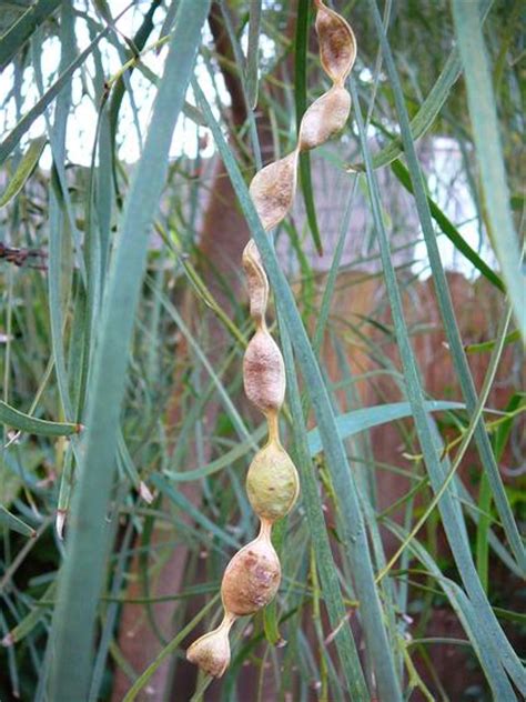 Smalle lichtgroene bladeren vormen een scherp contract tegen de kastanjebruine schors op deze treurige, groenblijvende boom. Photo of the seed pods or heads of Shoestring Acacia ...