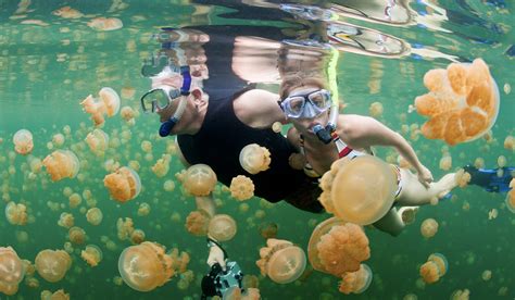 Which Jellyfish Are Safe To Touch As The Sea Creatures Return To