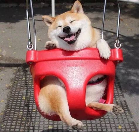 Life with haru the shiba inu haru is the most calm, sweet, light hearted shiba inu! PsBattle: A shiba inu enjoying a swing. [Xpost r/aww ...