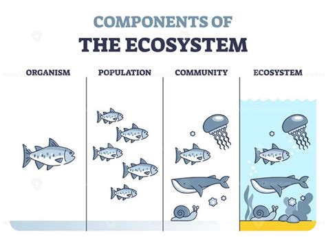 Components Of Ecosystem As Organism Population And Community Outline