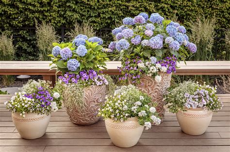How To Grow Hydrangeas In Pots Potted Hydrangea Care Proven Winners
