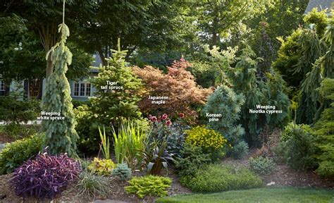 7 Ways To Use Conifers In The Garden Conifers Garden Evergreen