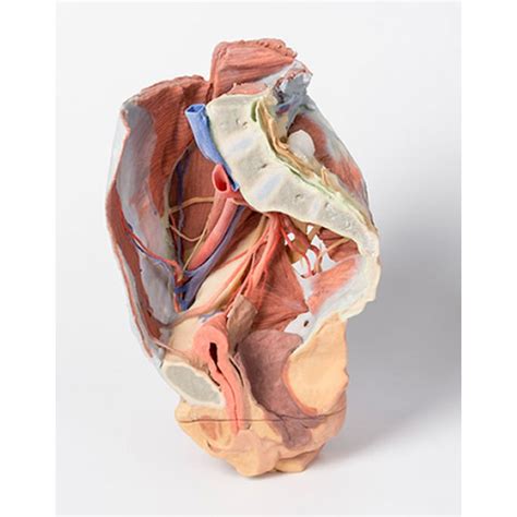 With related to nerves of anterior abdominal wall and the inguinal region: MP1785 Female Right Pelvis | Biomedical Models
