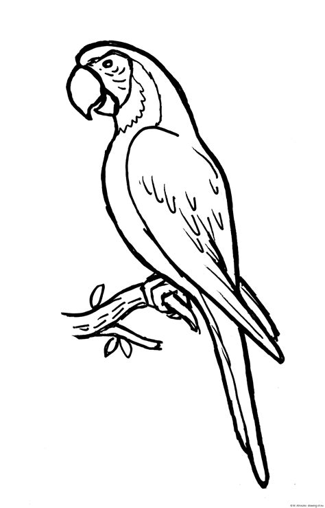 Dibujo De Guacamayo Azulamarillo Dibujos