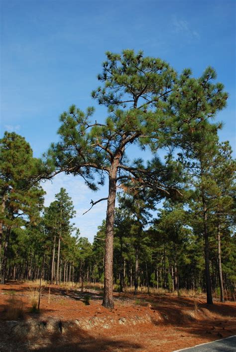 Pinus Palustris Long Leaf Pine Longleaf Pine Southern Pine North