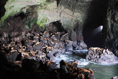 O Is Fororegon Sea Lion Caves