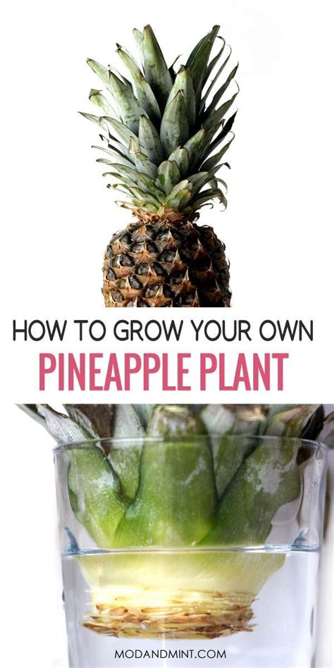 Indoor Pineapple Plant Care How To Grow Your Own Pineapples In 2020