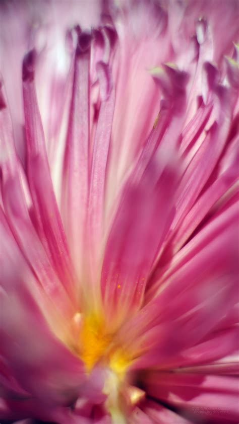 Lenovo K6 Power Background Slike Cvijeća Za Pozadinu 1080x1920