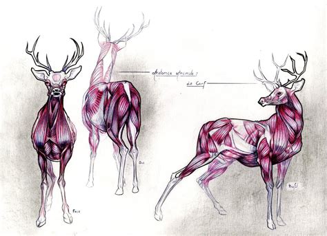 Deer Drawing Reference Transborder Media