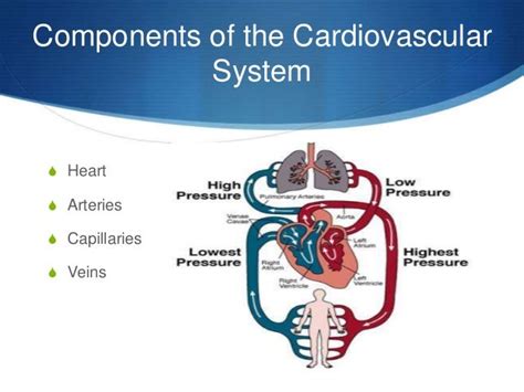 Circulatory System 3 Major Parts