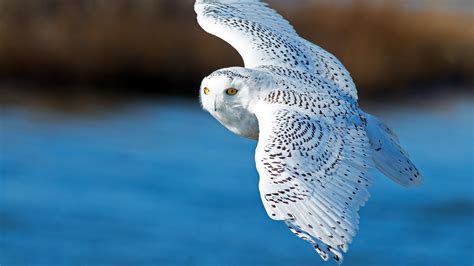Animal Snowy Owl Fly Hd Wallpapers Hd Wallpapers Id 32873