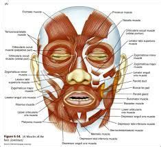 Teacher approved science videos on youtube teaching kids human body muscular system, for students in preschool kindergarten to middle and high school. Image result for facial muscle diagram for kids | Facial ...