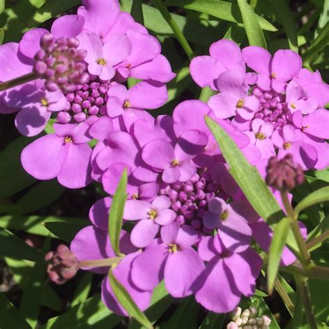 Edible flowers for drinks uk. Candytuft | Our Edible Flowers | The Flower Deli