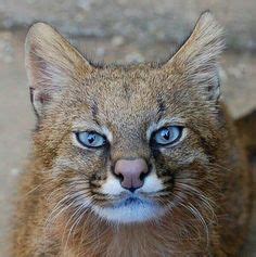 Leopardus is a genus comprising eight species of small cats native to the americas. Image result for Leopardus colocolo | Cats cast, Black ...