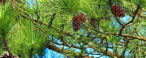 Pine Tree Growing Guide — Tips That Work
