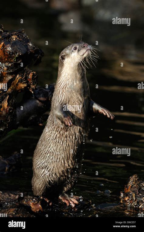 Asian Short Clawed Otter Standing On Hind Legs Stock Photo Alamy