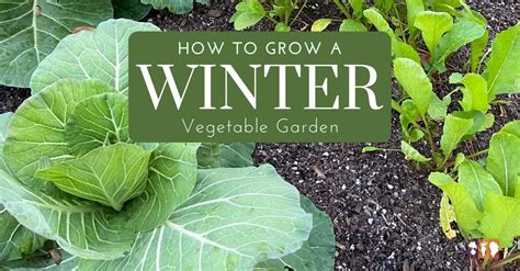 Growing A Winter Vegetable Garden The Kitchen Garten