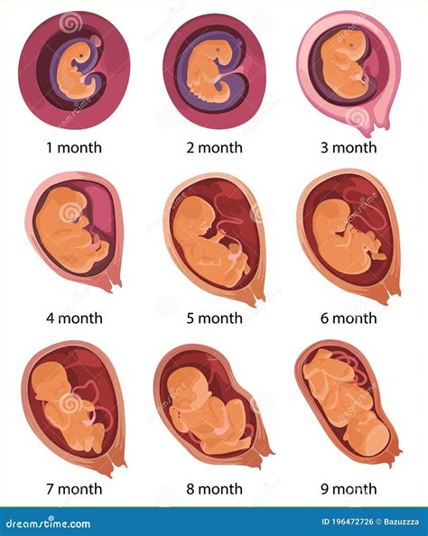 Arriba Foto Diferencia Del Desarrollo Embrionario De Los Oviparos