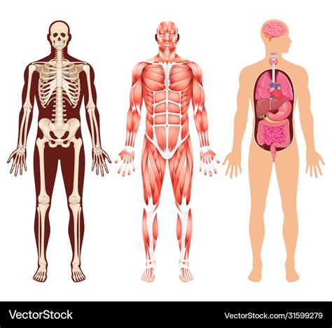 Human Organ Skeleton And Muscular System Vector Image