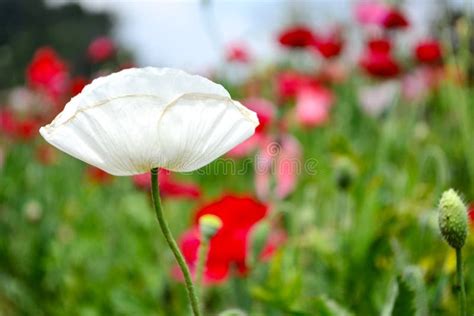 White Poppy Flower In The Garden Stock Image Image Of Orange Garden