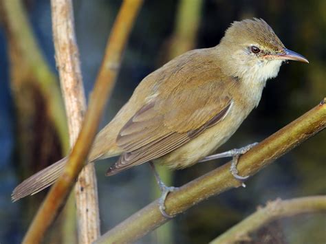 Clamorous Reed Warbler Ebird