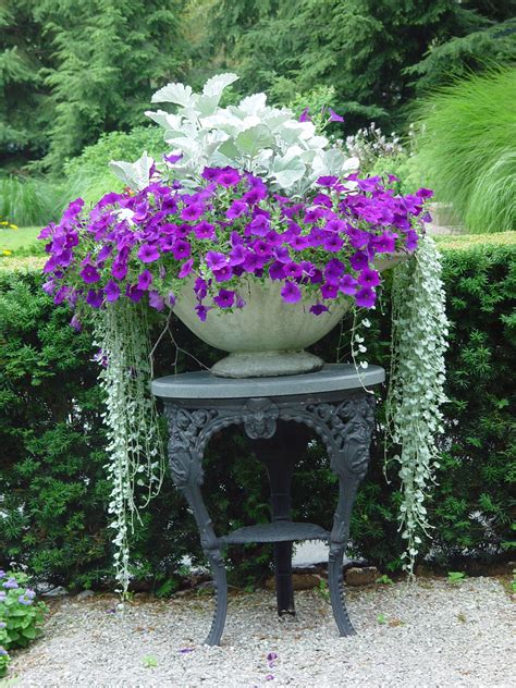 This Is So Gorgeous Purple Petunias Dusty Miller And Silver Falls