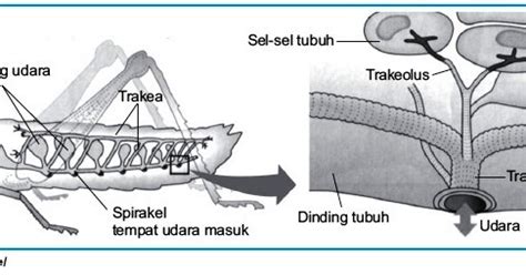 Sistem Pernapasan Pada Insecta Belalang