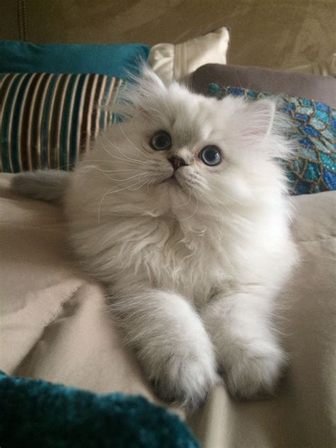 Pin By Amanda May On Beautiful Persian Kittens For Sale Persian