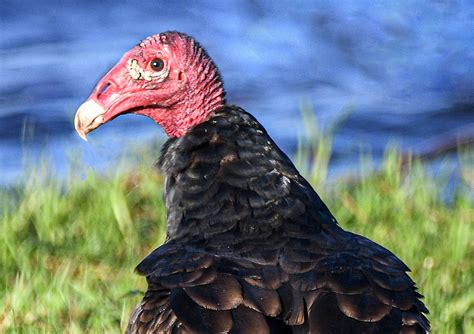 Bird Of The Week Turkey Vulture Your Observer