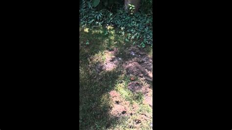Grubbing Raccoons Lawn Damage Video Yard Torn Up