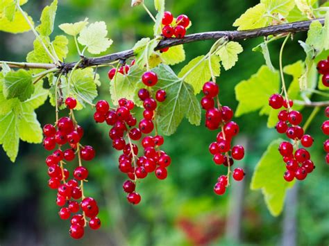 Pruning Currant Bushes How To Prune Currants
