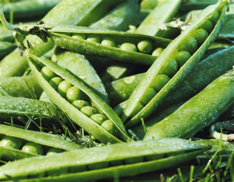 Green Peas Vegetables By Crops